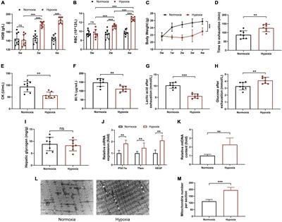 Hypoxia Improves Endurance Performance by Enhancing Short Chain Fatty Acids Production via Gut Microbiota Remodeling